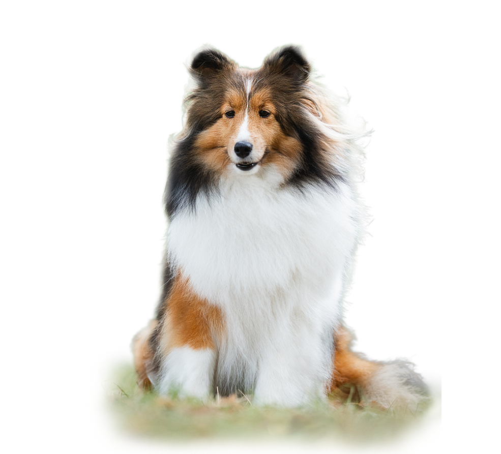 Sheltie – profil